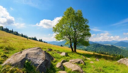 carpathian countryside in summer mountainous landscape with tree and stones on the grassy hill - obrazy, fototapety, plakaty