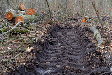 Reifenspuren im schlammigen Waldboden, Umland von Berlin, Deutschland
