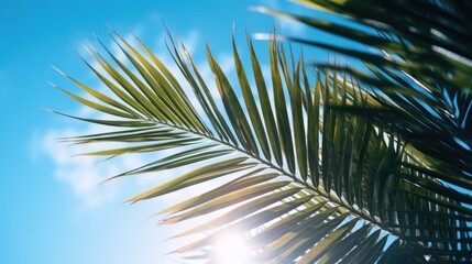 Close-up of a palm leaf with the sun in the background. Perfect for tropical themes or nature concepts