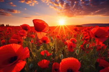 Beautiful field of red poppies with the sun setting in the background. Suitable for nature and landscape themes