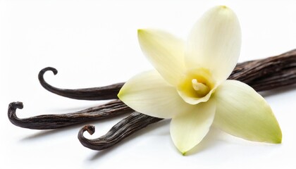vanilla flower and bean for flavored drinks isolated on white background - obrazy, fototapety, plakaty