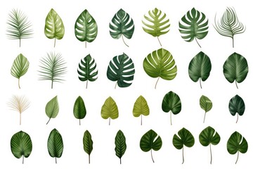 A collection of various tropical leaves on a clean white background. Perfect for botanical projects