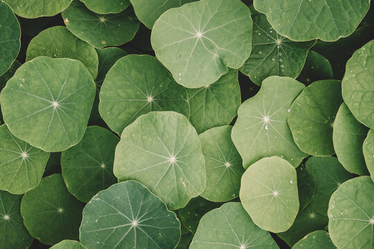 A bed of Tropaeolum Leafs 02