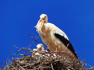 white stork in the nest