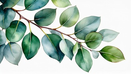 watercolor eucalyptus branch isolated on white background green floral card in watercolor with silver dollar eucalyptus leaves and branches isolated on a white background generated - obrazy, fototapety, plakaty