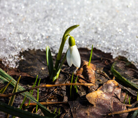 Snowdrop Galanthus is the first flower of spring.  Gentle and pristine beauty in nature.