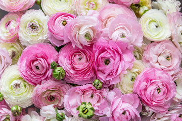 Bouquet of beautiful ranunculus flowers, closeup view