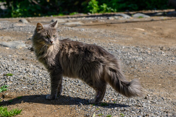 tabby cat in winter in Cyprus 2