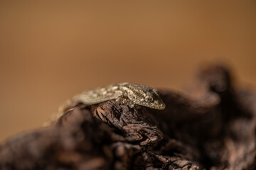 SALAMANQUESA
