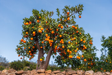Orange tree full of ripe oranges ready for harvesting, close-up. © M. Perfectti