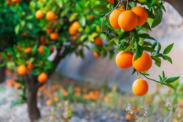 Tree branch full of ripe oranges ready to be picked, with a blurred background, an orange tree full of fruit, close-up.