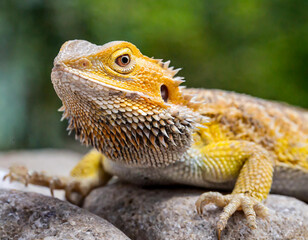 Closeup shot of a yellow Central bearded dragon on a stony surface
