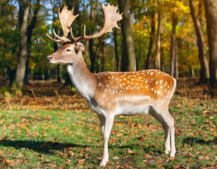 Naklejka na ściany i meble Male fallow deer, dama dama, standing in woodland and looking around during autumn rutting season. Stag with antlers in sunny fall forest. Animal wildlife in nature with copy space