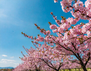 Vertical shot of blooming cherry blossom flowers under a blue sky