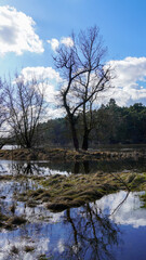 Fototapeta na wymiar Zima w Polsce, wylana rzeka Warta, Drzewo w wodzie 