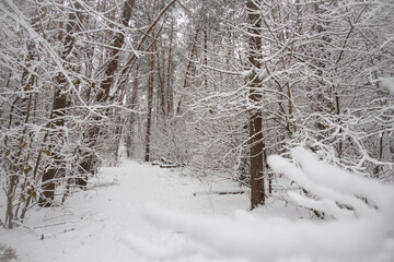 snow-covered branches in the winter forest