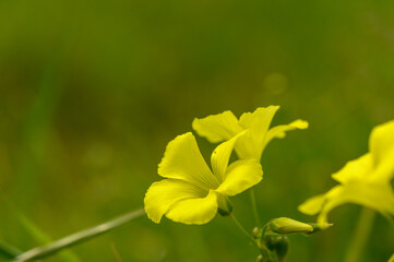Fototapeta premium yellow tropical wildflowers on grass background 3