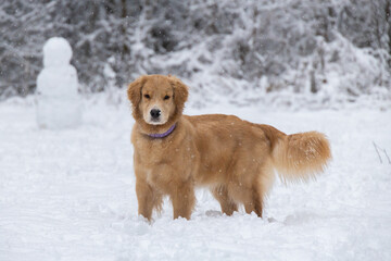 beautiful golden retriever in a snowy forest with a snowman