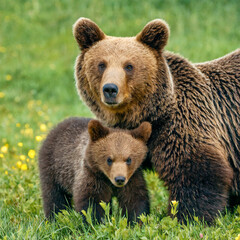 Obraz premium Protective female brown bear, ursus arctos, standing close to her two cubs. An adorable young mammals with fluffy coat united with mother in the middle of grass meadow