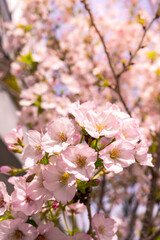 Japanese garden with the cherry trees adorned in pink blossoms at Tokyo city.
