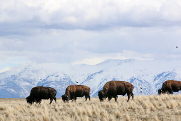 Bison on Antelope Island, Utah, in winter	