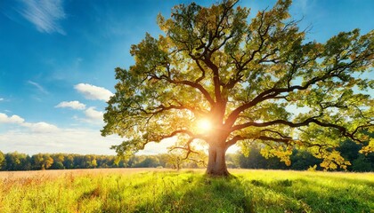 summer or autumn nature background big old oak tree against sunlight - obrazy, fototapety, plakaty