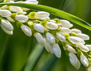 Northern wild rice (Zizania palustris) from Wisconsin. Annual plant native to the Great Lakes region of North America.