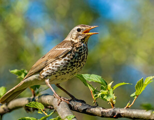 Fototapeta premium Song thrush singing on branch in sunlight with copy space