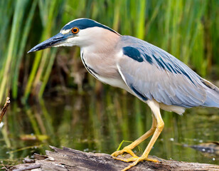 Obraz premium The black-crowned night heron (Nycticorax nycticorax). Adult bird on the marsh.