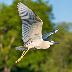 Obraz premium The black-crowned night heron (Nycticorax nycticorax) adult in flight