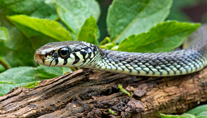 Fototapeta premium The common garter snake (Thamnophis sirtalis)