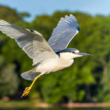 The black-crowned night heron (Nycticorax nycticorax) adult in flight