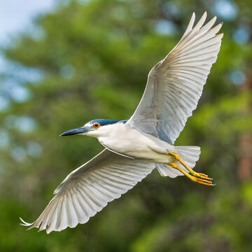The black-crowned night heron (Nycticorax nycticorax) adult in flight