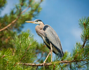 Fototapeta premium Young Great Blue Heron (Ardea herodias) sitting on the branches of a pine tree