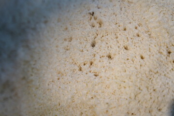 White coral texture. Natural surface closeup. Coral reef texture.