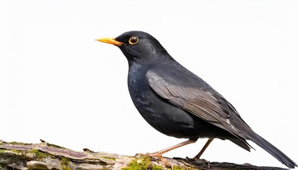 male of eurasian blackbird turdus merula isolated in png with transparent background