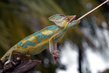 Veiled chameleon trying to catch its prey