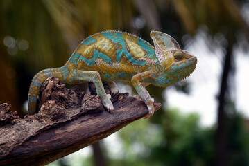Veiled chameleon trying to catch its prey