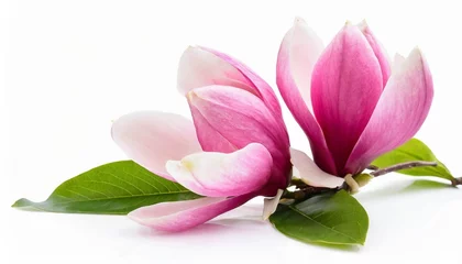 Foto op Canvas pink magnolia flowers isolated on white background © Deven