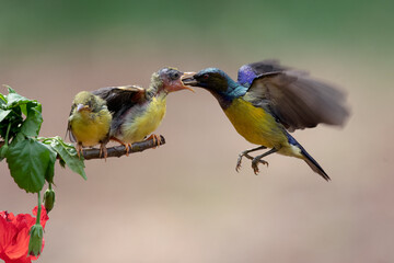 Male Olive backed sunbirds feed their chicks