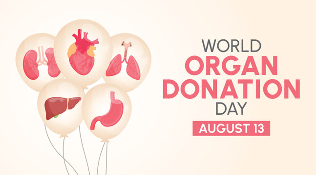 Heart, kidney, lung, liver flying through balloons concept. Organ donation and transplantation vector. Medical poster or banner - Powered by Adobe