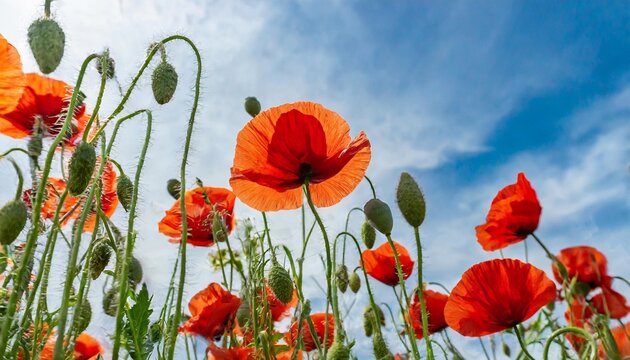 flowering red corn poppies with green buds and capsules from below against the blue white sky selective focus