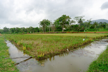 Obraz premium Agriculture paddy fields field and grain crops harvest pastoral scenery