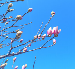 Magnolia tree with pink flowers in early spring