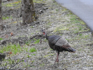 Fototapeta premium A female wild turkey roaming the Great Smoky Mountain National Park, Tennessee.