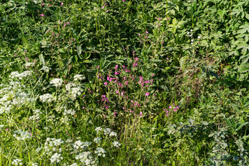 A green field under a blue sky.