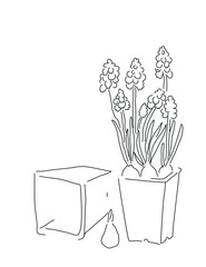 One line vector drawing of blooming muscari in a pot