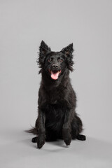 a black mudi dog sitting on the floor in the studio on a gray background