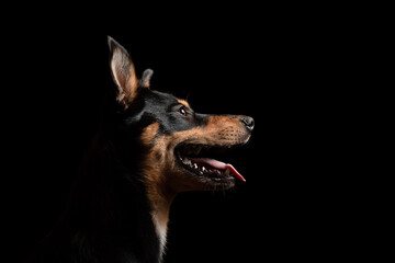 portrait of a young australian kelpie dog puppy head profile against a black background in the studio