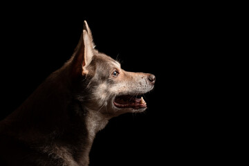 Naklejka premium portrait of an old australian kelpie dog head profile against a black background in the studio
